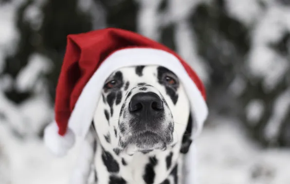 Снег, собака, Новый Год, Рождество, Christmas, dog, 2018, Merry Christmas