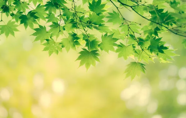 Листья, деревья, ветки, природа