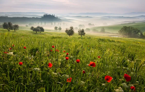Деревья, пейзаж, природа, холмы, поля, Италия, Tuscany