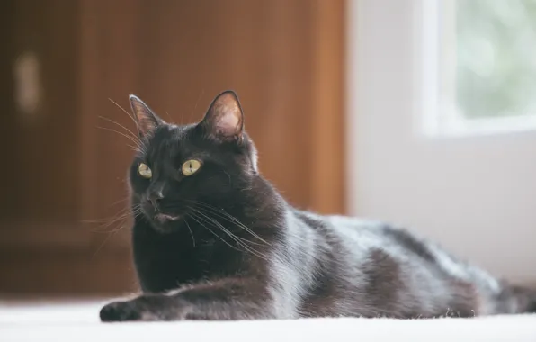 Картинка кот, черный, лежит
