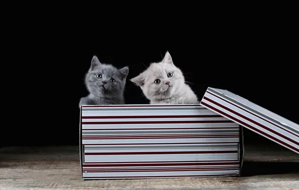 Кошки, котенок, коробка, котята, черный фон, парочка, два котенка, британские