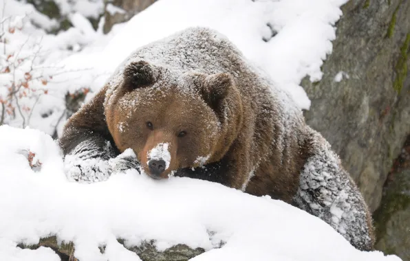 Картинка зима, медведь, гризли