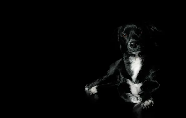 Картинка черный, собака, красивый