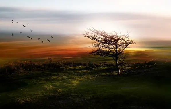 Картинка поле, птицы, туман, дерево, утро