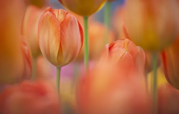 Картинка цветы, природа, весна, тюльпаны, оранжевые