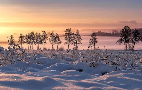 Зима, снег, деревья, Германия, Бавария, сугробы, Germany, Bavaria