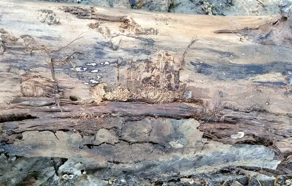 Дерево, фактура, кора дерева
