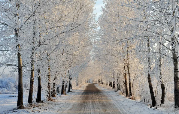 Картинка зима, дорога, деревья, пейзаж