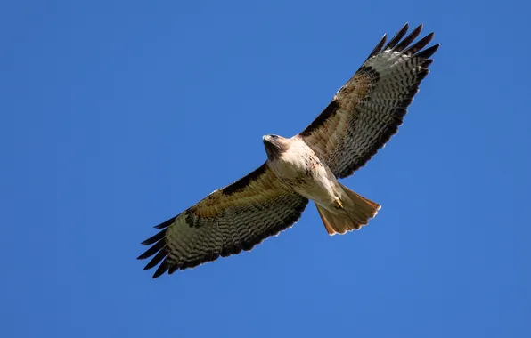 Golden, nature, flight, fly, hawk, hunter, feather, majestic