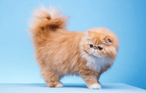 Кошка, кот, взгляд, поза, мордашка