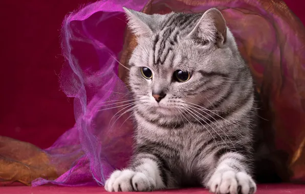 Кошка, кот, взгляд, котенок, серый, лежит, мордашка, табби