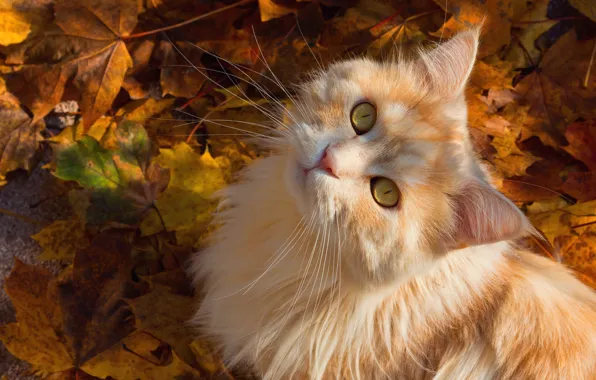 Картинка осень, кошка, кот, усы, взгляд, листья, мордочка, пушистая