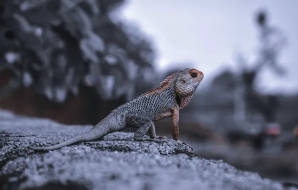 Животные, природа, животное, обои, wallpaper, картинка, nature, игуана