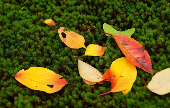 Картинка осень, листья, мох, растения