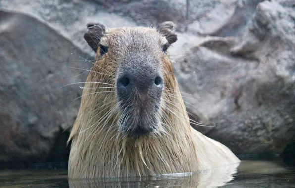 Water, bath, animal, large, head, mammal, rodent, capybara