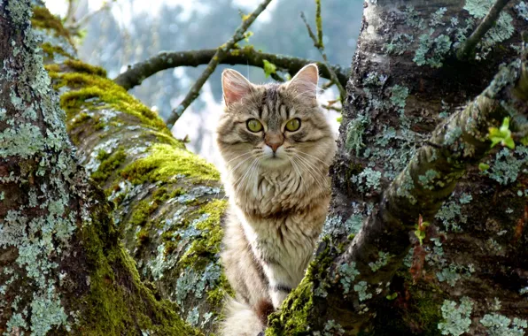 Картинка кот, макро, дерево, мох, ствол, охотник