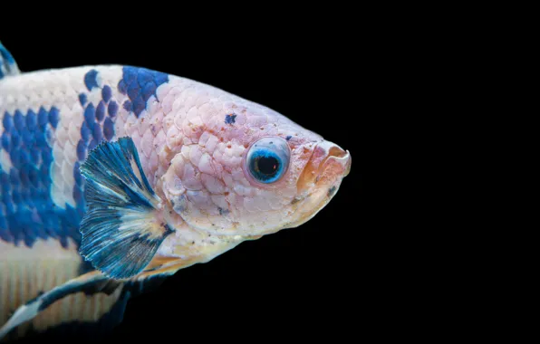 White, blue, fish, betta