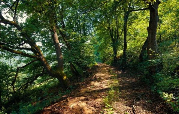 Лес, деревья, green, тропа, light, grass, trees, leafs