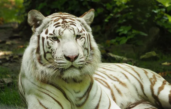 Картинка тигр, Кошка, белый тигр