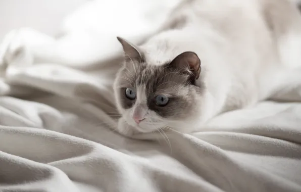 Картинка кошка, глаза, взгляд, голубые