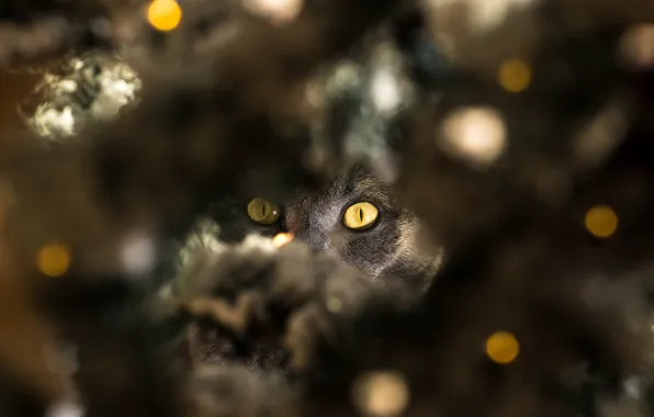 Кошка, глаза, кот, взгляд, огни, серый, праздник, Рождество