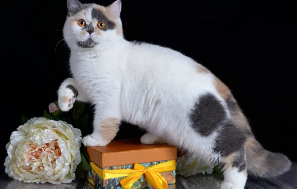 Кот, цветы, британец