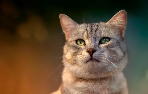 Картинка кот, взгляд, домашнее животное