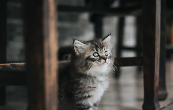 Кошка, взгляд, темный фон, котенок, стол, серый, доски, мебель
