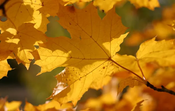 Картинка осень, листья, макро, жёлтый, цвет