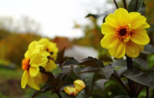 Листья, макро, цветы, георгины