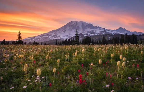 Закат, цветы, горы, луг, Mount Rainier, Каскадные горы, Washington State, Cascade Range