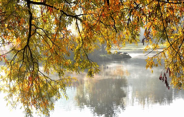 Осень, деревья, озеро, парк, ветви