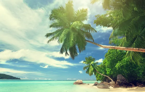 Картинка пляж, лето, небо, облака, природа, тропики, камни, пальмы
