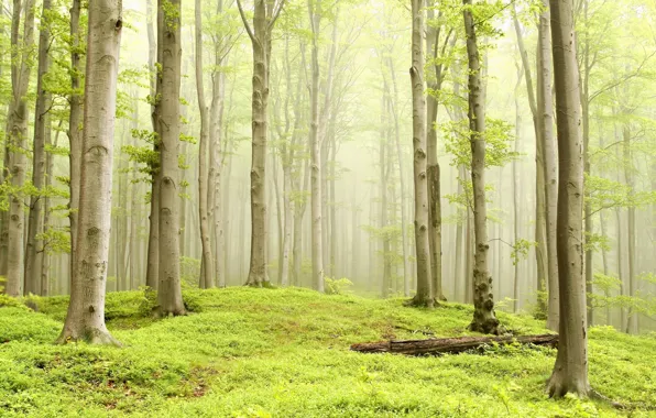 Лес, природа, туман, утро, forest, bright, foggy