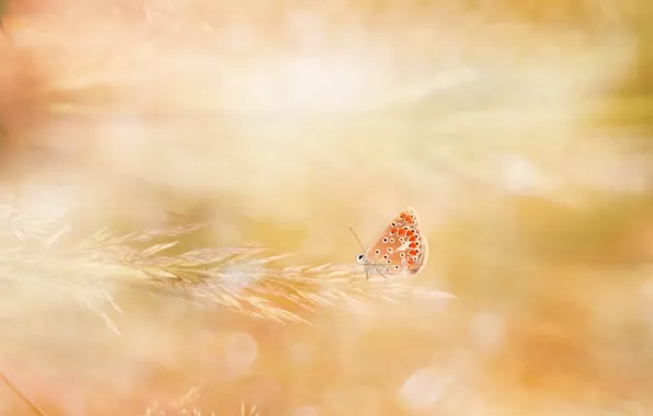 Картинка свет, природа, бабочка