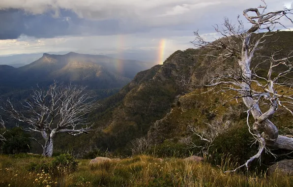 Деревья, пейзаж, горы