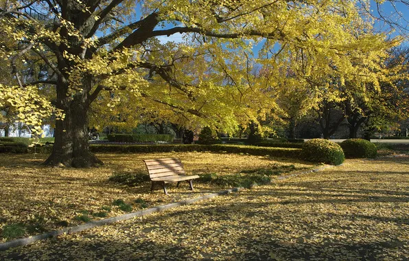 Картинка осень, трава, листья, парк, дерево, скамья