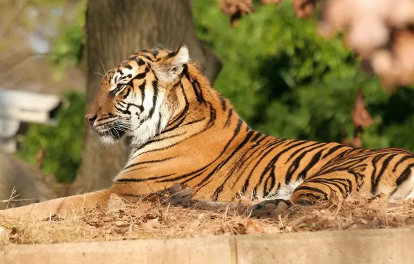 Картинка тигр, отдых, грация, полосатая кошка