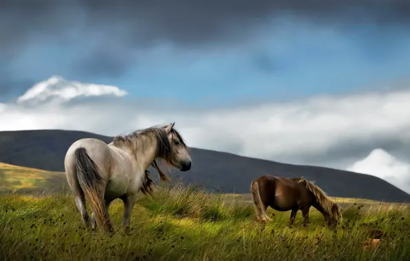 Картинка поле, лето, кони