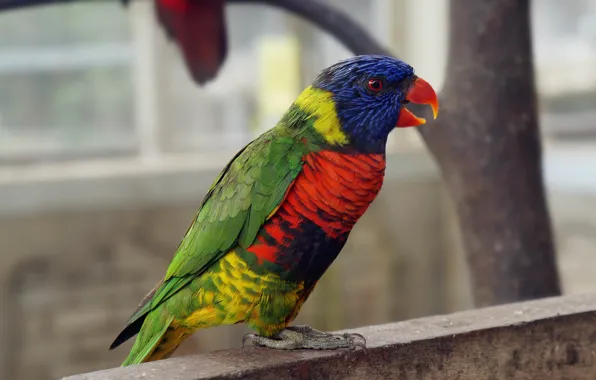 Wallpaper, colourful, bird, animal, magnificent, splendid