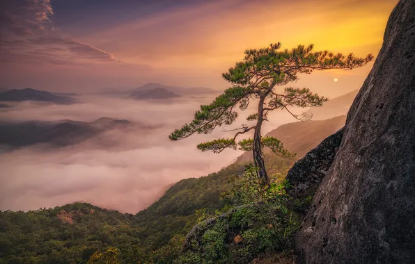 Горы, природа, туман, дерево, скалы, вид, сосна, Южная Корея