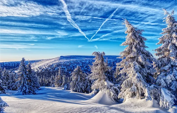 Зима, лес, небо, снег, ели, Чехия, Czech Republic, Jeseníky Mountains