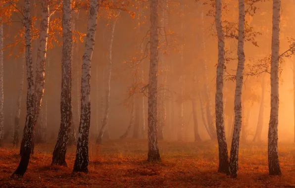 Картинка лес, туман, берёзы