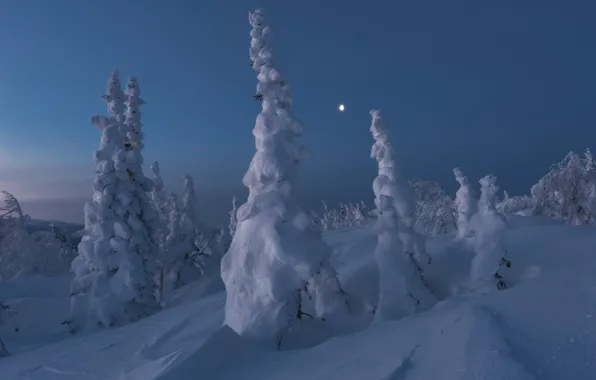 Картинка снег, деревья, пейзаж, природа, рассвет, луна, ели, Михаил Туркеев