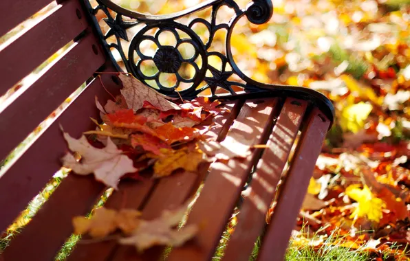 Картинка осень, листья, макро, скамейка, парк, желтые, размытость, лавочка