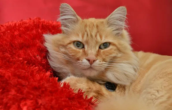 Кошка, взгляд, фон