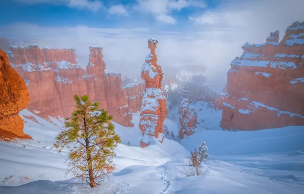 Картинка зима, снег, дерево, скалы, Юта, Брайс-Каньон, сосна, Utah
