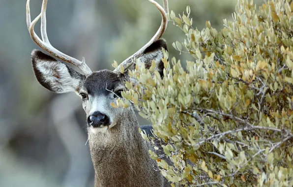 Картинка animal, wildlife, bush, Deer