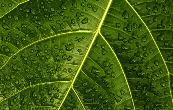 Green, pattern, leaf, plant