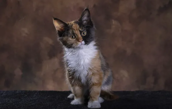 Кошка, взгляд, котенок, фон, мордашка, сидит, пятнистый, мейн-кун